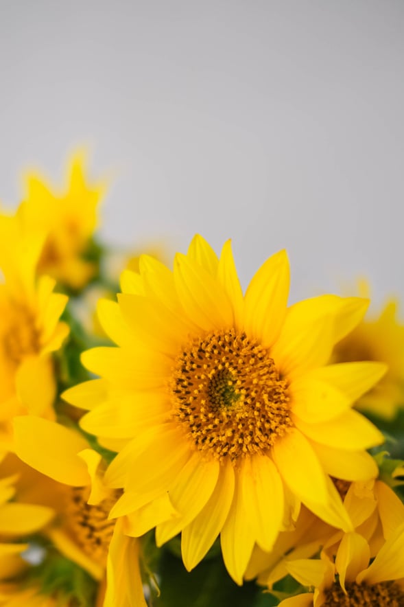 Yellow Flowers Sunflowers